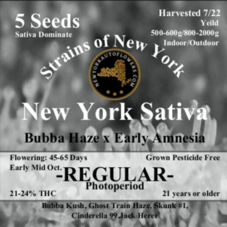 New York Sativa