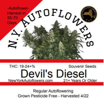 Devil's Diesel