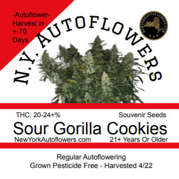 Sour Gorilla Cookies