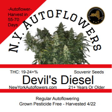 Devil&#39;s Diesel