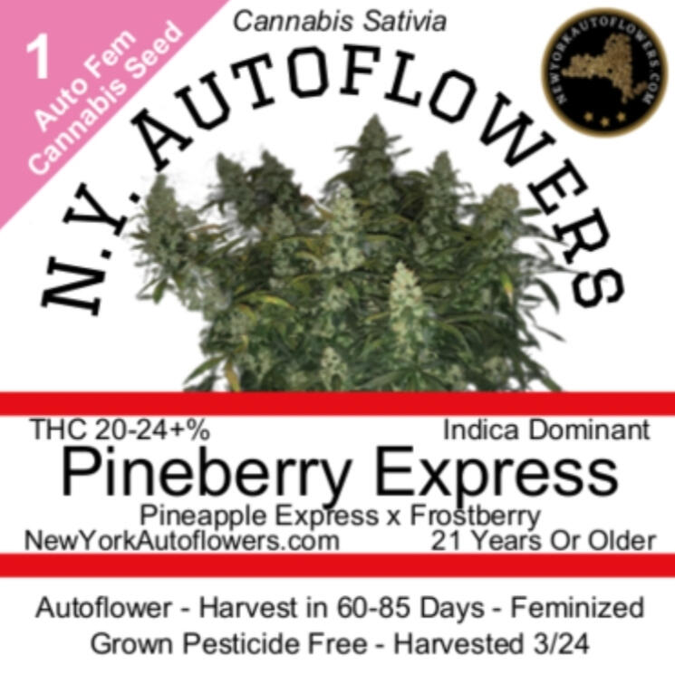 Pineberry Express